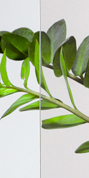Standard Glass Option - Clear