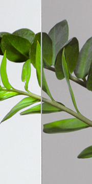 Standard Glass Option - Gray Tint