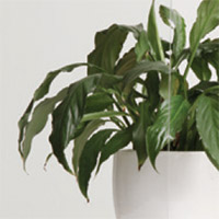 Glazing Clear Laminate
